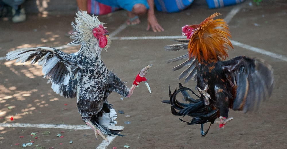 Cách chọn trang đá gà uy tín