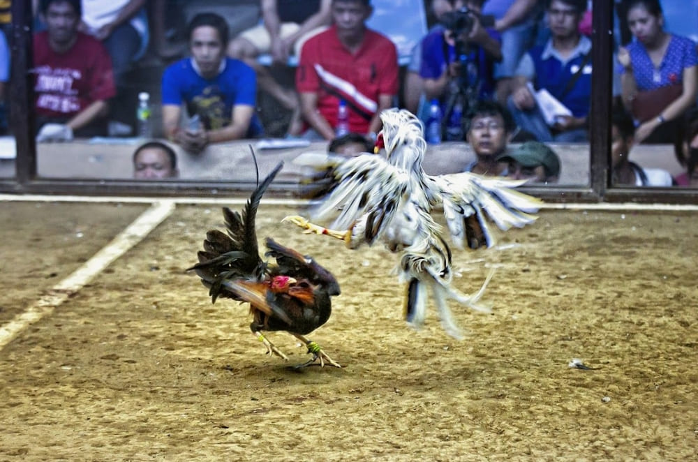 Gà đá bo lớn là gì